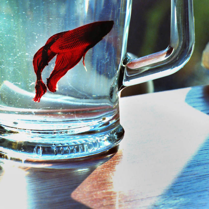 无人,方图,室内,特写,白天,侧面,水,桌子,宠物,美国,红色,摄影,华盛顿州,西雅图,暹罗斗鱼,彩图