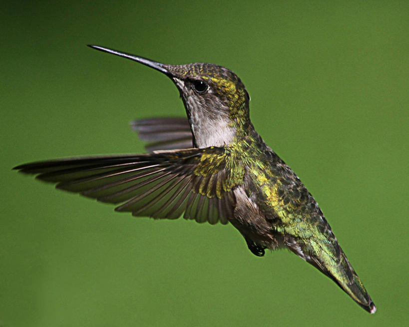 无人,横图,特写,侧面,美景,蜂鸟,野生动物,绿色背景,小的,景观,半空,飞,自然,景色,摄影,脆弱,自然风光,彩图,影棚拍摄