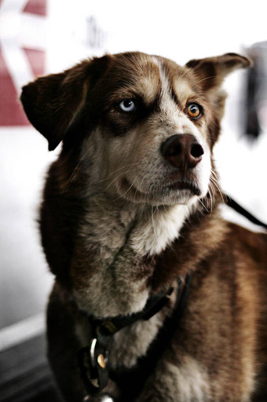 无人,竖图,室外,特写,白天,宠物,德国,首都,柏林,摄影,雪橇犬,彩图