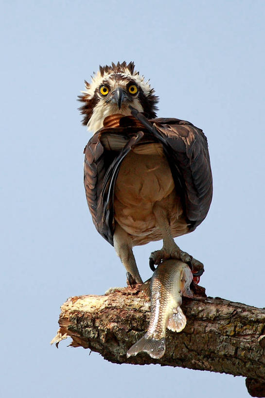 无人,竖图,室外,白天,野生动物,捕食,枝,拿着,鱼类,动物,两只,转,摄影,爪,幽默,猎鹰,万里无云,彩图