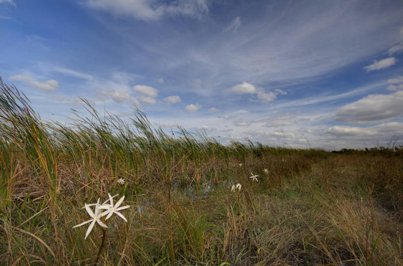 无人,公园,横图,室外,白天,草原,美景,风,美国,景观,云,风景,自然,景色,摄影,宁静,北美,北美洲,国家公园,简单,自然风光,美洲,佛罗里达,佛罗里达州,佛州,阳光州,北亚美利加洲,亚美利加洲,埃弗格莱兹国家公园,大沼泽国家公园,大沼泽地国家公园,彩图,美利坚合众国