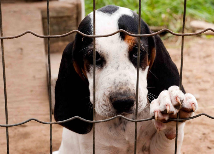 无人,站,横图,室外,正面,宠物,狗,加拿大,栅栏,小狗,爪子,动物,摄影,部分,悲哀,魁北克,彩图