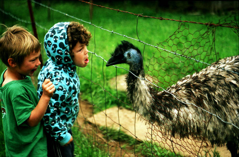 西方人,儿童,一个人,两个人,动物园,微笑,横图,室外,白天,侧面,幸福,纯洁,草原,鸸鹋,欧洲,美国,欧洲人,仅一个男性,仅一个人,服装,栅栏,T恤,休闲装,小孩,衣服,仅一个小孩,休闲,休闲服,连帽衫,可爱,童年,童趣,摄影,服饰,幽默,帽衫,童真,烂漫,无邪,天真,男孩,男人,男性,白种人,孩子,彩图,男生,好奇心