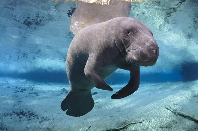 游泳,无人,横图,白天,旅游,度假,水下,美景,海牛,美国,反射,景观,娱乐,自然,享受,休闲,景色,放松,摄影,北美,北美洲,自然风光,美洲,佛罗里达,佛罗里达州,佛州,阳光州,北亚美利加洲,亚美利加洲,彩图,美利坚合众国