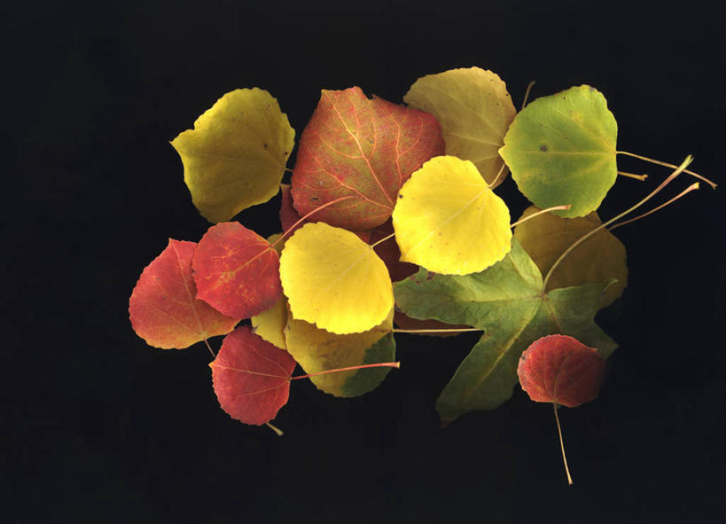 无人,横图,特写,叶子,黑色背景,串,摄影,脆弱,秋天,彩图,影棚拍摄