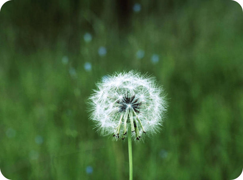 无人,横图,室外,特写,白天,蒲公英,盛开,花蕾,花,花瓣,花朵,鲜花,一朵,自然,花苞,花蕊,摄影,脆弱,塔拉哈西,彩图