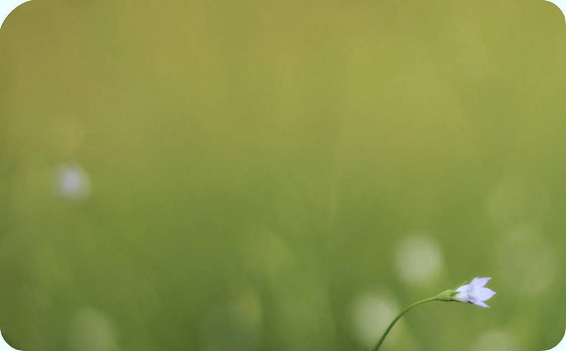 无人,横图,室外,特写,白天,盛开,小的,田地,花蕾,花,花瓣,花朵,鲜花,一朵,自然,花苞,花蕊,摄影,生长,脆弱,塔拉哈西,彩图