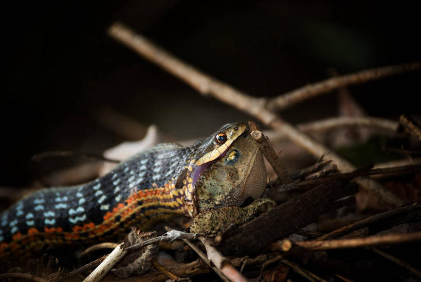 无人,吃,横图,室外,特写,野生动物,美国,蛇,捕食,摄影,部分,死亡,北美,北美洲,美洲,生存,北亚美利加洲,亚美利加洲,密歇根,密歇根州,貂熊州,狼獾之州,狼獾州,嫩枝,彩图,食物链,美利坚合众国