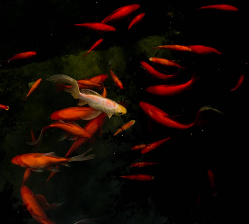 游泳,无人,横图,特写,水下,锦鲤,野生动物,美国,一群,许多,丰富,小的,很多,红色,摄影,明尼苏达,彩图