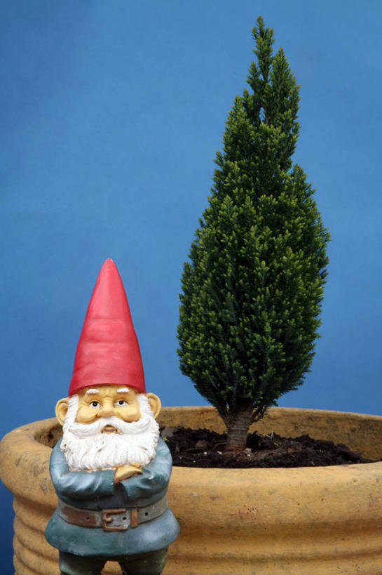 无人,竖图,蓝色背景,标志,符号,园艺,标识,摄影,生长,性别符号,想法,彩图,影棚拍摄,男性符号