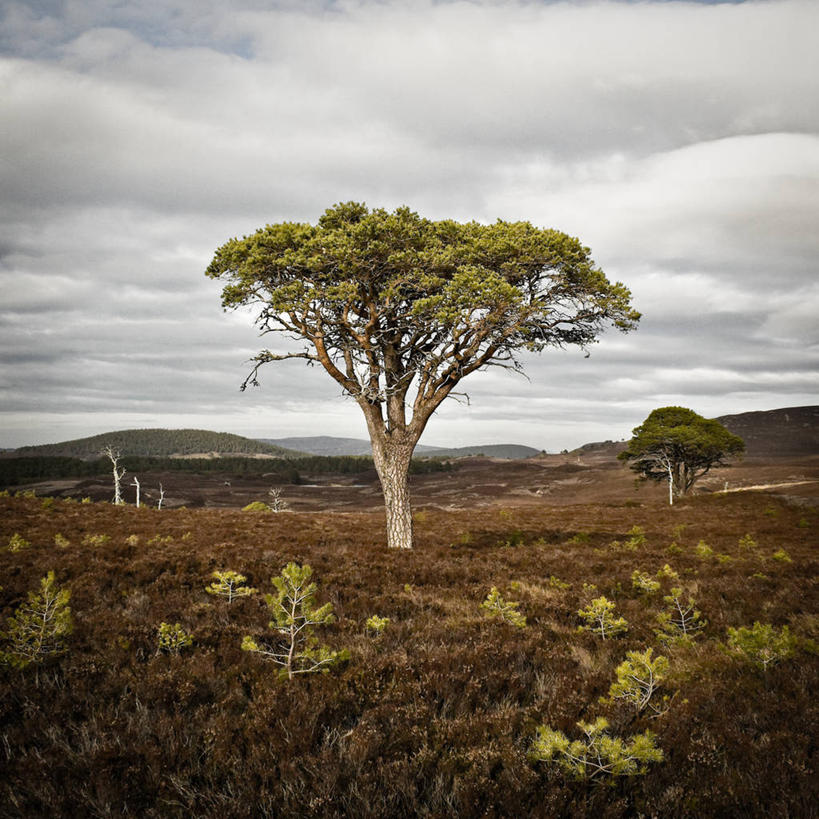 无人,方图,室外,白天,美景,山脉,景观,云,苏格兰,风景,自然,树苗,景色,摄影,宁静,自然风光,松木,自然保护区,彩图