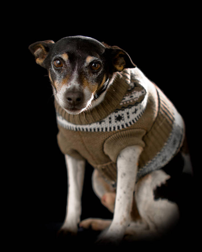 坐,竖图,毛衣,宠物,狗,黑色背景,小的,寒冷,摄影,幽默,悲哀,彩图,影棚拍摄,晕影