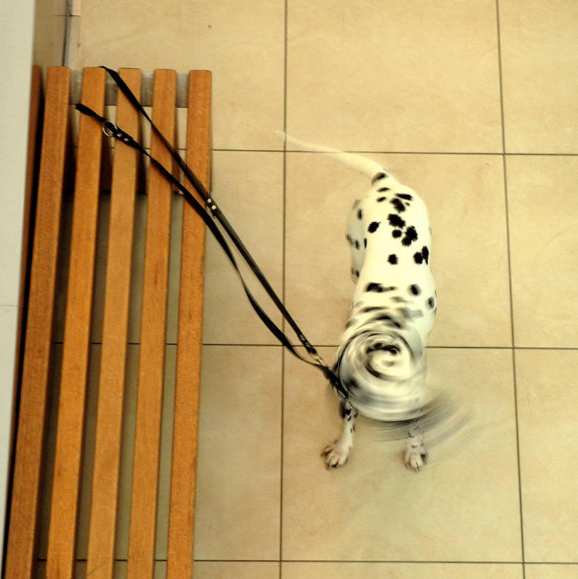 无人,站,竖图,俯视,室外,白天,运动模糊,宠物,大麦町,长椅,摄影,砖地,摇头,狗链,魏玛,彩图,高角度拍摄