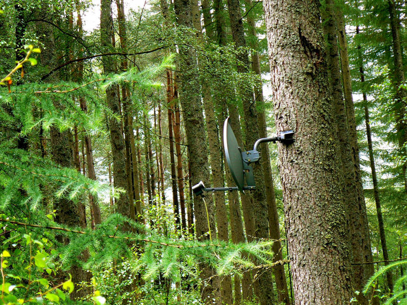 无人,横图,室外,白天,通讯,异乎寻常,树林,英国,联系,树干,自然,摄影,卫星天线,洛蒙德湖,彩图