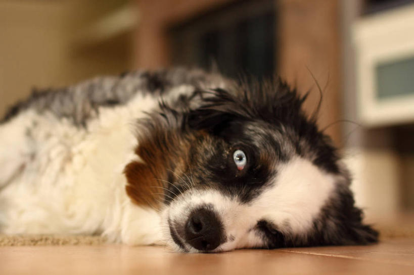 无人,躺,横图,室内,特写,白天,美国,休息,疲倦,家畜,摄影,砖地,疲劳,疲惫,加利福尼亚,困乏,澳大利亚牧羊犬,疲乏,委顿,疲困,疲顿,疲钝,倦怠,怠倦,彩图