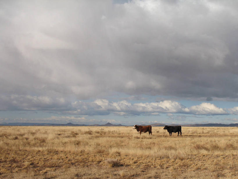 无人,站,横图,室外,白天,侧面,农业,美景,多云,美国,地平线,景观,辽阔,地面,自然,动物,平原,两只,广阔,景色,摄影,牲畜,宁静,一望无际,亚利桑那,自然风光,延伸,天地相交,无边无际,一马平川,彩图,杰罗姆,家牛