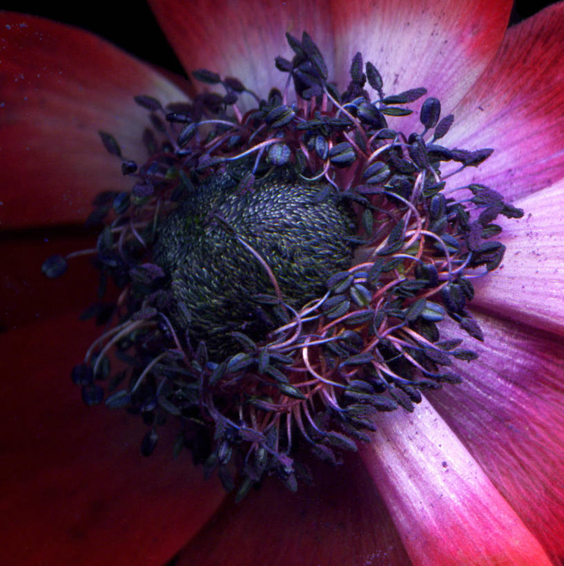 无人,方图,特写,美景,景观,花瓣,紫色,自然,景色,摄影,银莲花,生长,清新,自然风光,彩图,影棚拍摄