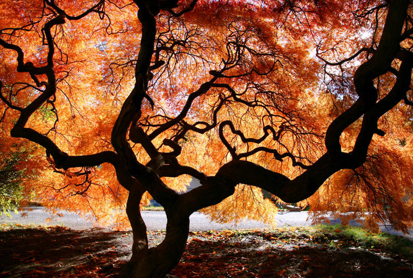 无人,公园,横图,室外,白天,美景,美国,景观,褐色,自然,景色,摄影,自然风光,剪影,纽约州,秋天,鸡爪枫,彩图