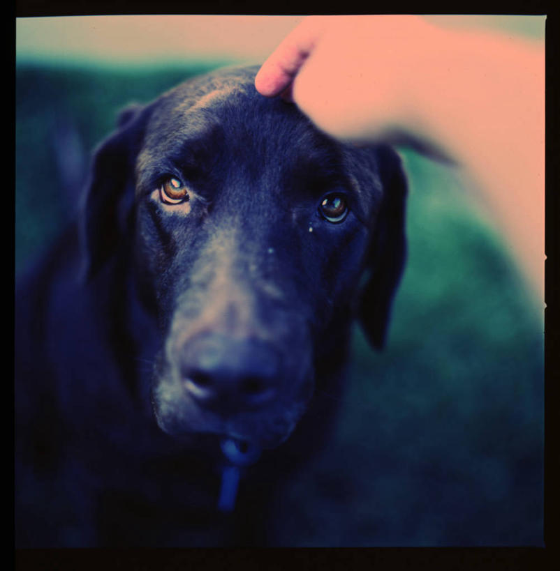 手,一个人,竖图,室外,白天,友谊,纯洁,宠物,美国,可爱,童年,童趣,人体,摄影,部分,北美,北美洲,加利福尼亚,美洲,拉布拉多犬,童真,烂漫,无邪,爱抚,加州,洛杉矶,加利福尼亚州,金州,黄金州,北亚美利加洲,亚美利加洲,天使之城,天真,县治,洛杉矶县,美利坚合众国,洛城