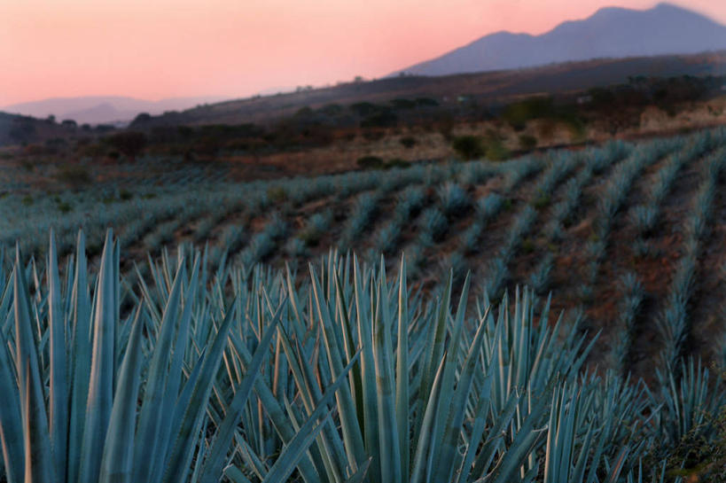 无人,农场,横图,室外,旅游,度假,农业,农作物,美景,植物,墨西哥,一排,锐利,整齐,地平线,地形,景观,辽阔,地面,黎明,娱乐,排列,自然,黄昏,享受,休闲,广阔,景色,放松,摄影,生长,宁静,一望无际,锋利,尖锐,北美,拉丁美洲,队列,自然风光,延伸,种植园,特其拉,天地相交,哈利斯科州,无边无际,一马平川,彩图,对焦