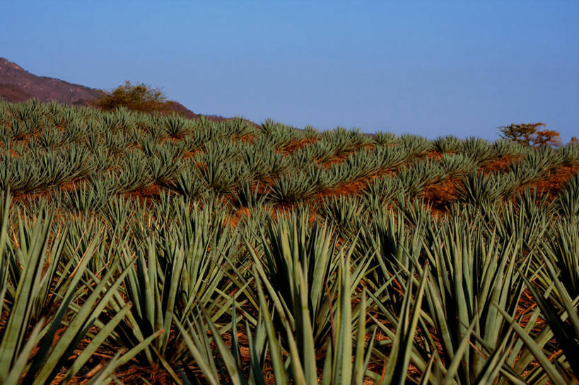 无人,农场,横图,室外,白天,旅游,度假,农作物,美景,植物,叶子,墨西哥,锐利,景观,娱乐,绿色,自然,享受,休闲,景色,放松,摄影,生长,宁静,环境,锋利,尖锐,北美,拉丁美洲,自然风光,种植园,特其拉,万里无云,哈利斯科州,彩图