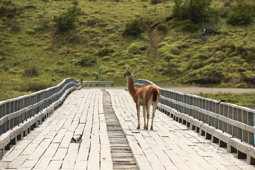 无人,横图,室外,旅游,度假,寂寞,美景,哺乳动物,野生动物,智利,景观,桥,娱乐,自然,动物,享受,休闲,景色,放松,摄影,拉丁美洲,自然风光,巴塔哥尼亚,大羊驼,百内国家公园,彩图,林区