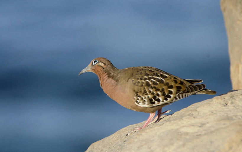 无人,横图,室外,侧面,旅游,厄瓜多尔,地标建筑,摄影,国家公园,加拉帕戈斯群岛,彩图,旅行