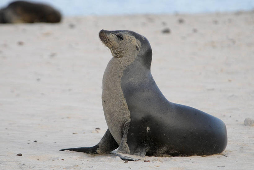 无人,横图,室外,白天,侧面,旅游,海狮,野生动物,厄瓜多尔,自然,地标建筑,摄影,国家公园,加拉帕戈斯群岛,彩图,旅行