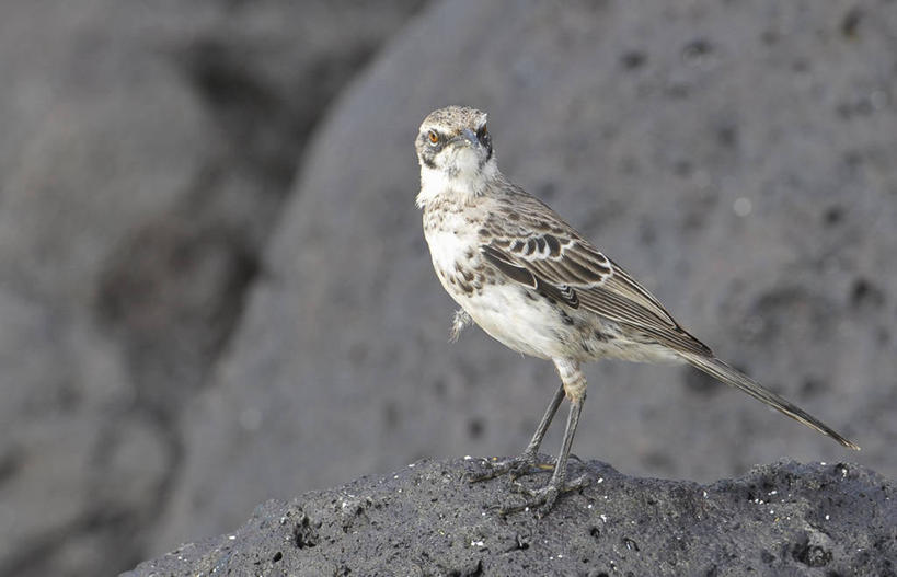 无人,横图,室外,侧面,旅游,厄瓜多尔,自然,地标建筑,摄影,国家公园,加拉帕戈斯群岛,嘲鸫,彩图,旅行