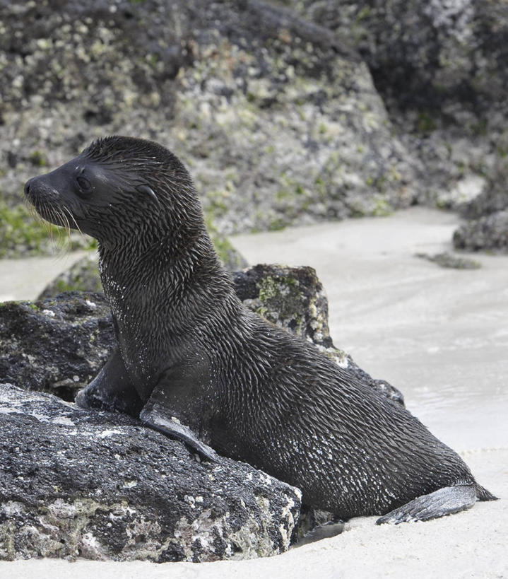 无人,竖图,室外,侧面,旅游,海狮,野生动物,厄瓜多尔,地标建筑,摄影,国家公园,加拉帕戈斯群岛,彩图,旅行