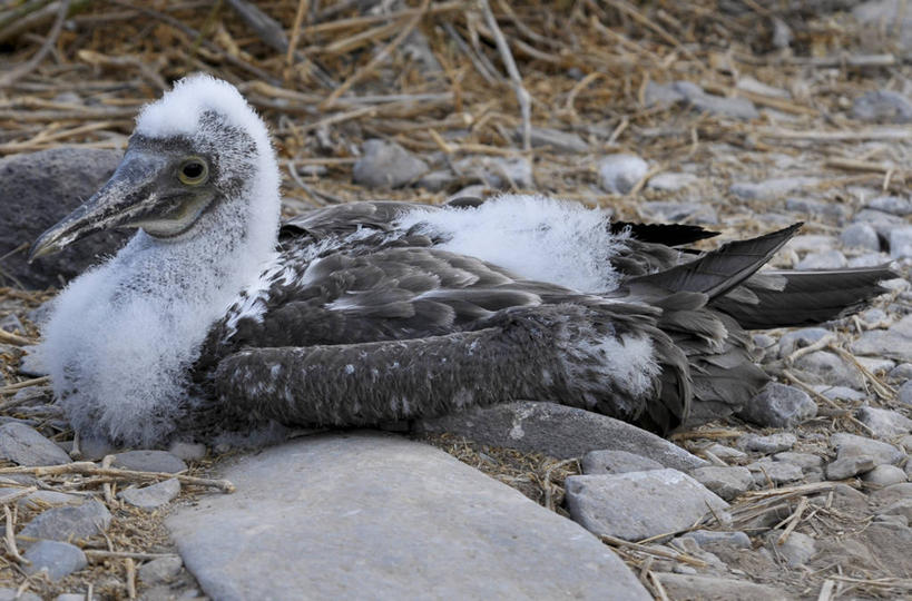 无人,横图,室外,白天,旅游,信天翁,厄瓜多尔,地标建筑,摄影,国家公园,加拉帕戈斯群岛,彩图,旅行