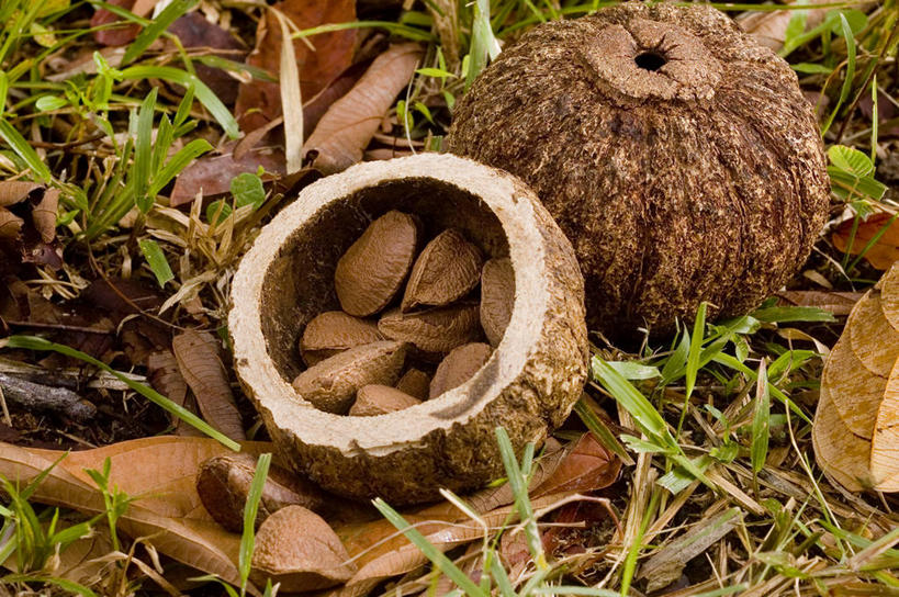 无人,横图,俯视,室外,特写,白天,许多,丰富,坚果,很多,饮食,草,摄影,健康食物,巴西栗,马瑙斯,彩图,高角度拍摄,传统文化