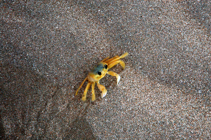 无人,横图,俯视,室外,白天,水,野生动物,巴西,小的,螃蟹,沙子,水边,动物,南美,摄影,脆弱,阿拉戈斯,马塞约,海滩,彩图,高角度拍摄