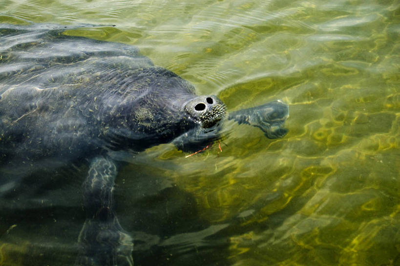 肥胖,无人,横图,室外,白天,水下,哺乳动物,海牛,野生动物,自然,动物,摄影,巨大,庞大,环境,宏大,硕大,伟大,濒危物种,彩图