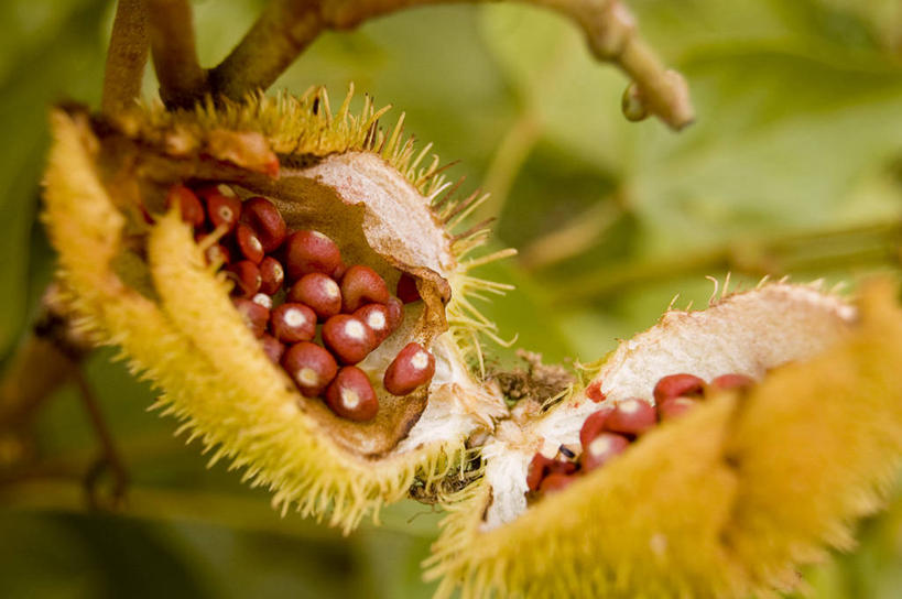 无人,横图,室外,特写,白天,水果,叶子,许多,食品,种子,很多,饮食,热带水果,摄影,锋利,尖锐,气候,热带气候,清新,横截面,健康食物,麻风病,彩图