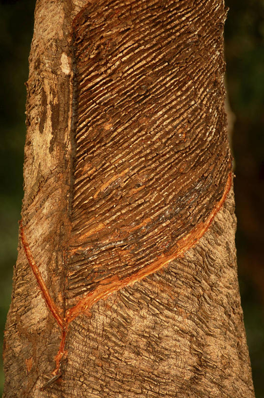 无人,竖图,特写,环保,木制,木材,褐色,自然,摄影,能源,环境,回收,资源,圆木,毁灭,利用,低碳,循环,持续,彩图