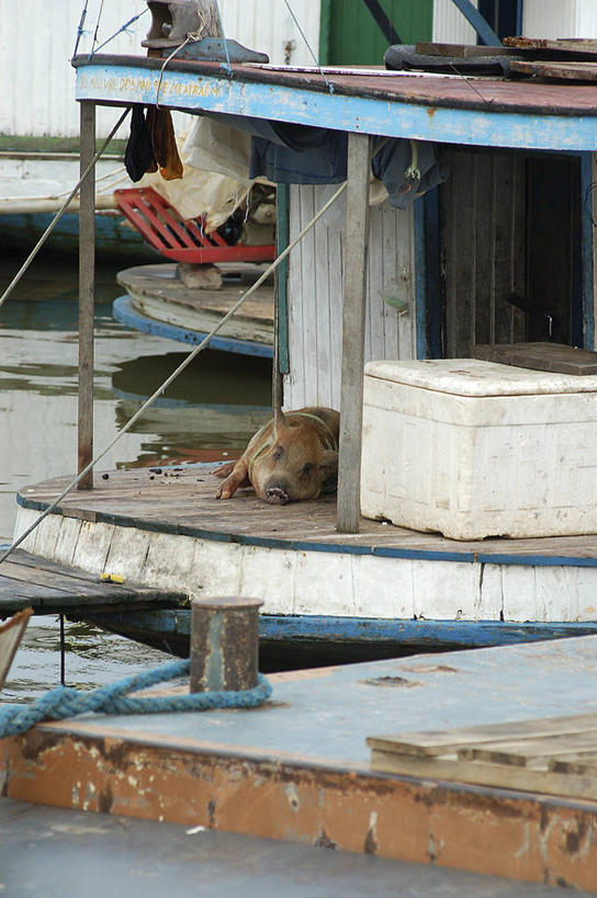 无人,竖图,室外,白天,河流,猪,亚马逊河,许多,很多,动物,家畜,南美,摄影,牲畜,气候,热带气候,彩图