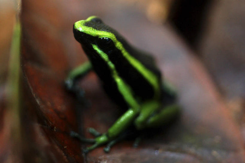 无人,横图,室外,白天,侧面,野生动物,巴西,蛙,绿色,自然,动物,摄影,环境,生物学,气候,热带气候,式样,彩图,动物学