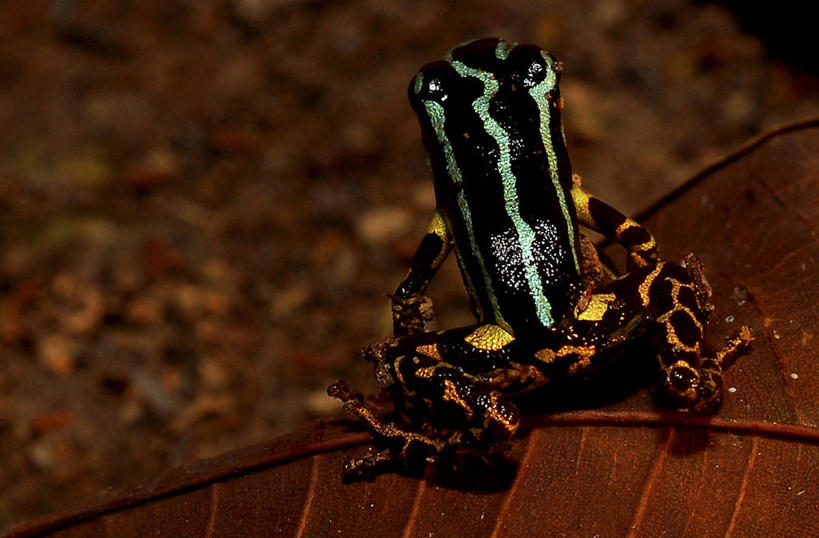 无人,横图,俯视,室外,野生动物,叶子,巴西,蛙,背面,黄昏,动物,摄影,彩图,高角度拍摄