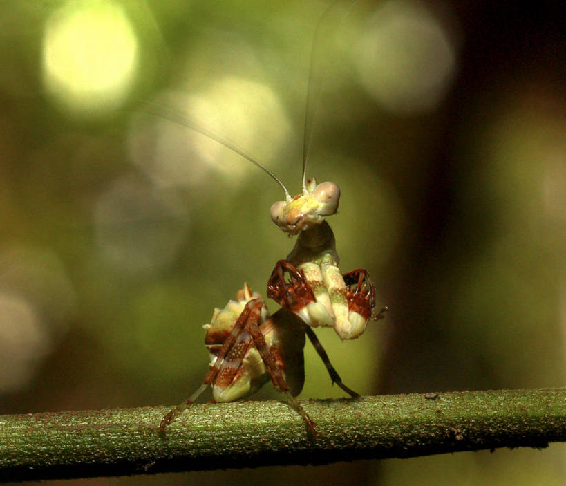 无人,横图,室外,特写,白天,野生动物,小的,昆虫,螳螂,枝,自然,动物,摄影,环境,生物学,彩图,动物学
