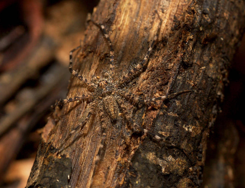 无人,横图,室外,特写,白天,野生动物,日光,小的,蜘蛛,树皮,树干,自然,动物,摄影,环境,生物学,伪装,彩图,恐惧症,动物学