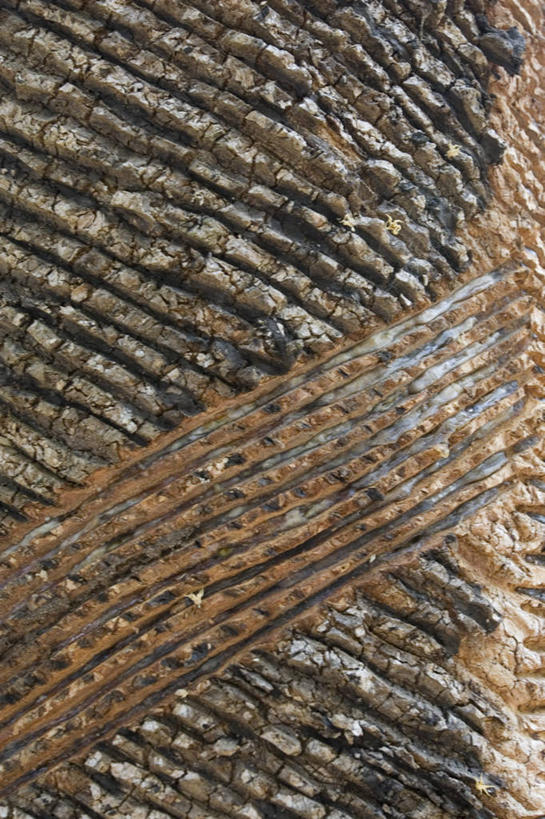 无人,竖图,背景,巴西,树皮,树,自然,南美,摄影,环境,橡胶树,肌理,树液,彩图,全画面,全框架,全帧,全画幅