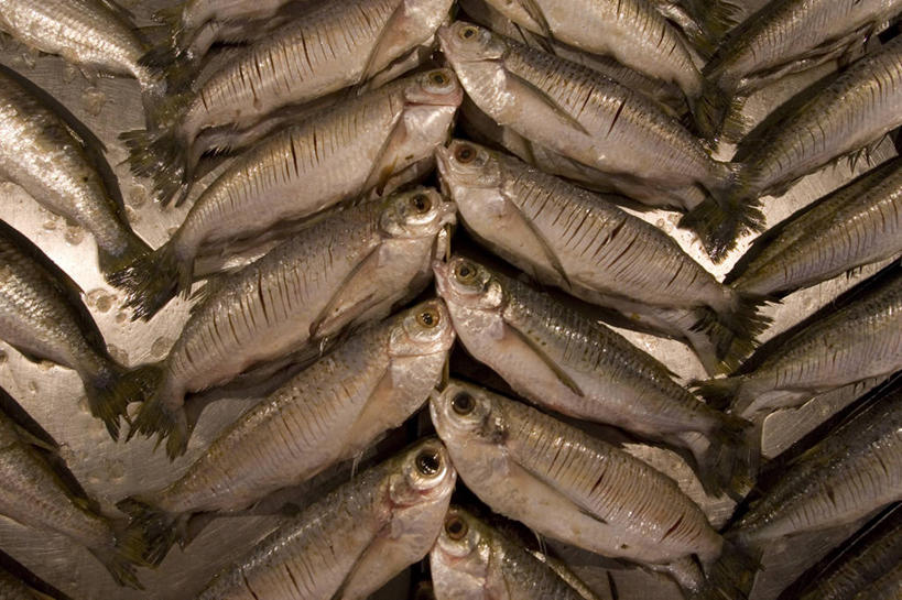 无人,横图,俯视,室外,背景,巴西,一排,一群,许多,整齐,市场,很多,鱼类,饮食,排列,南美,摄影,队列,清新,马瑙斯,彩图,高角度拍摄,全画面,全框架,全帧,鱼市,全画幅