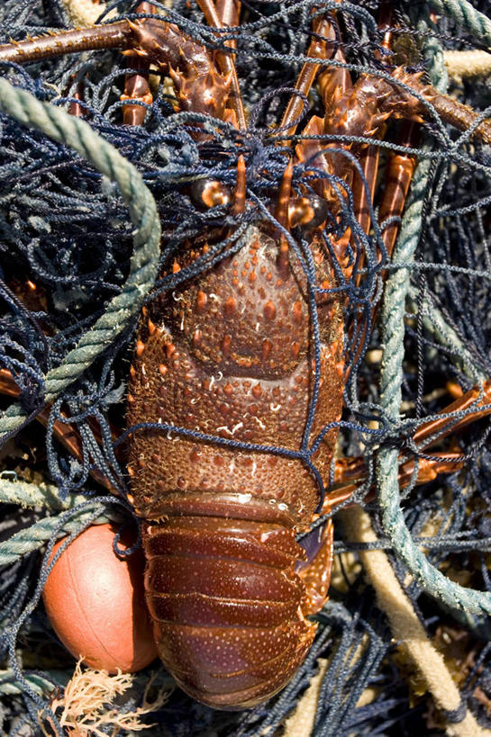 龙虾,无人,竖图,俯视,室外,白天,机器,海洋,水,野生动物,巴西,动物,机械,南美,摄影,鱼网,结束,彩图,高角度拍摄,农业机械