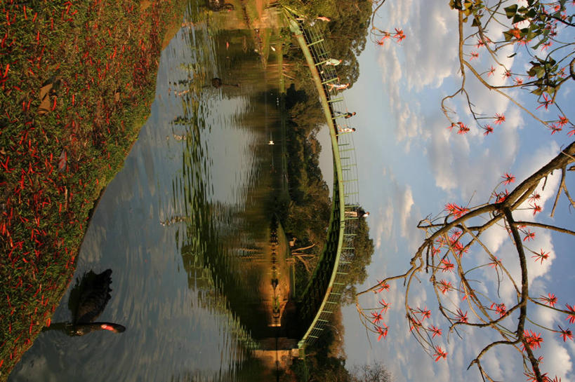 公园,横图,竖图,室外,白天,湖,野生动物,天鹅,巴西,云,桥,树,天空,自然,动物,南美,摄影,环境,彩图