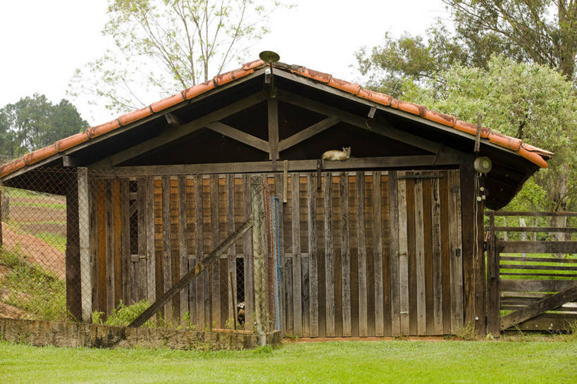 无人,坐,横图,室外,白天,建筑,宠物,猫,草,家畜,放松,摄影,猫科动物,彩图