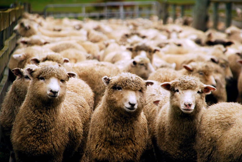 无人,农场,横图,室外,特写,白天,新西兰,一群,许多,丰富,栅栏,篱笆,羊群,很多,家畜,摄影,牲畜,澳大拉西亚,绵羊,彩图