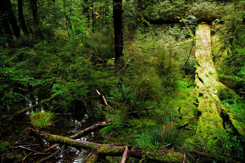 无人,横图,俯视,室外,白天,美景,森林,树林,新西兰,景观,苔藓,树,树干,绿色,自然,景色,摄影,宁静,环境,伐木,自然风光,澳大拉西亚,彩图,高角度拍摄,旅行