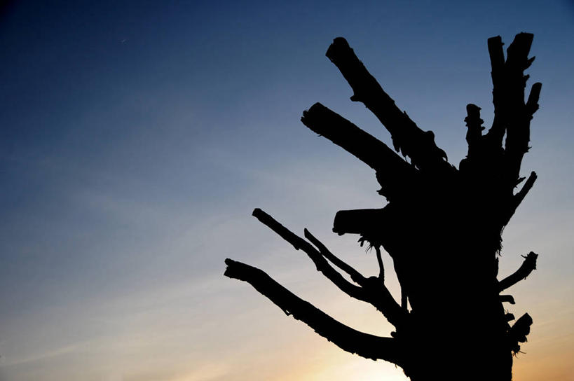 无人,横图,室外,仰视,日落,巴西,顶部,树,天空,自然,黄昏,南美,摄影,部分,环境,南美洲,拉丁美洲,美洲,剪影,毁灭,逆光,巴西联邦共和国,结束,亚美利加洲,南亚美利加洲,马拉尼昂,马拉尼昂州,彩图,低角度拍摄