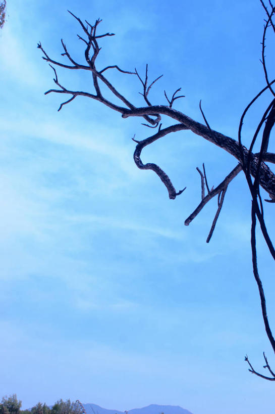 无人,竖图,室外,白天,留白,仰视,山,智利,环保,云,枝,自然灾害,蓝色,天空,自然,南美,摄影,能源,品牌,环境,回收,资源,剪影,毁灭,逆光,利用,低碳,循环,持续,彩图,低角度拍摄